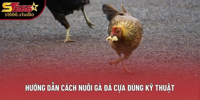 Hướng dẫn cách nuôi gà đá cựa đúng kỹ thuật