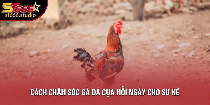 Cách chăm sóc gà đá cựa mỗi ngày cho sư kê