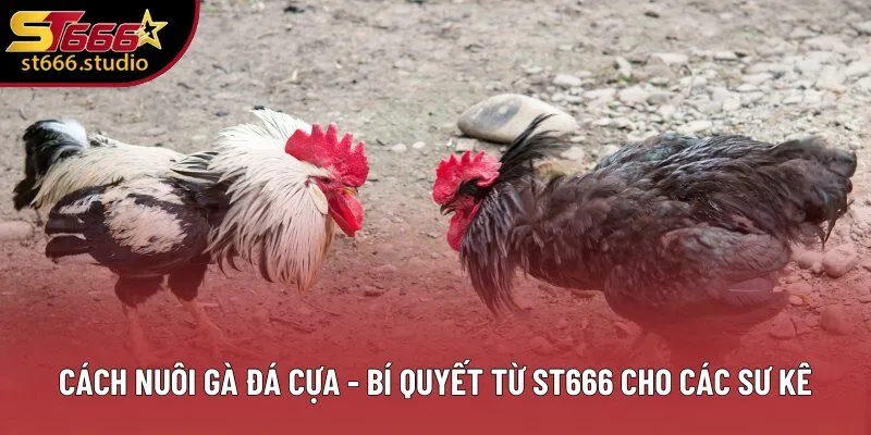 Cách Nuôi Gà Đá Cựa - Bí Quyết Từ ST666 Cho Các Sư Kê