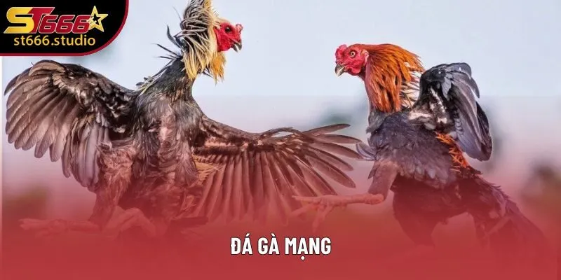 Đá Gà Mạng - Khám Phá Bí Quyết Để Chiến Thắng Dễ Dàng