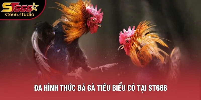 Đa hình thức đá gà tiêu biểu có tại ST666
