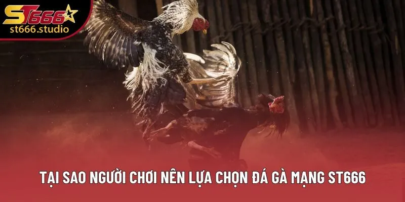 Tại sao người chơi nên lựa chọn đá gà mạng ST666